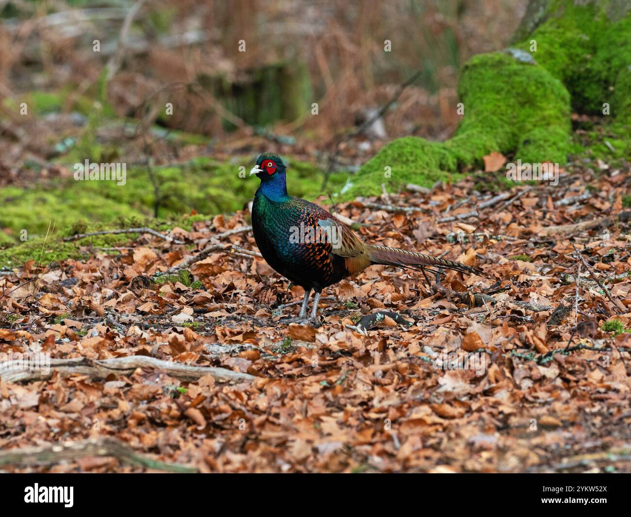 Japanischer grüner Fasan Phasianus versicolor unter Blattstreu auf einem Waldboden in der Nähe von Bransgore, Hampshire, England, Großbritannien, Januar 2021 Stockfoto