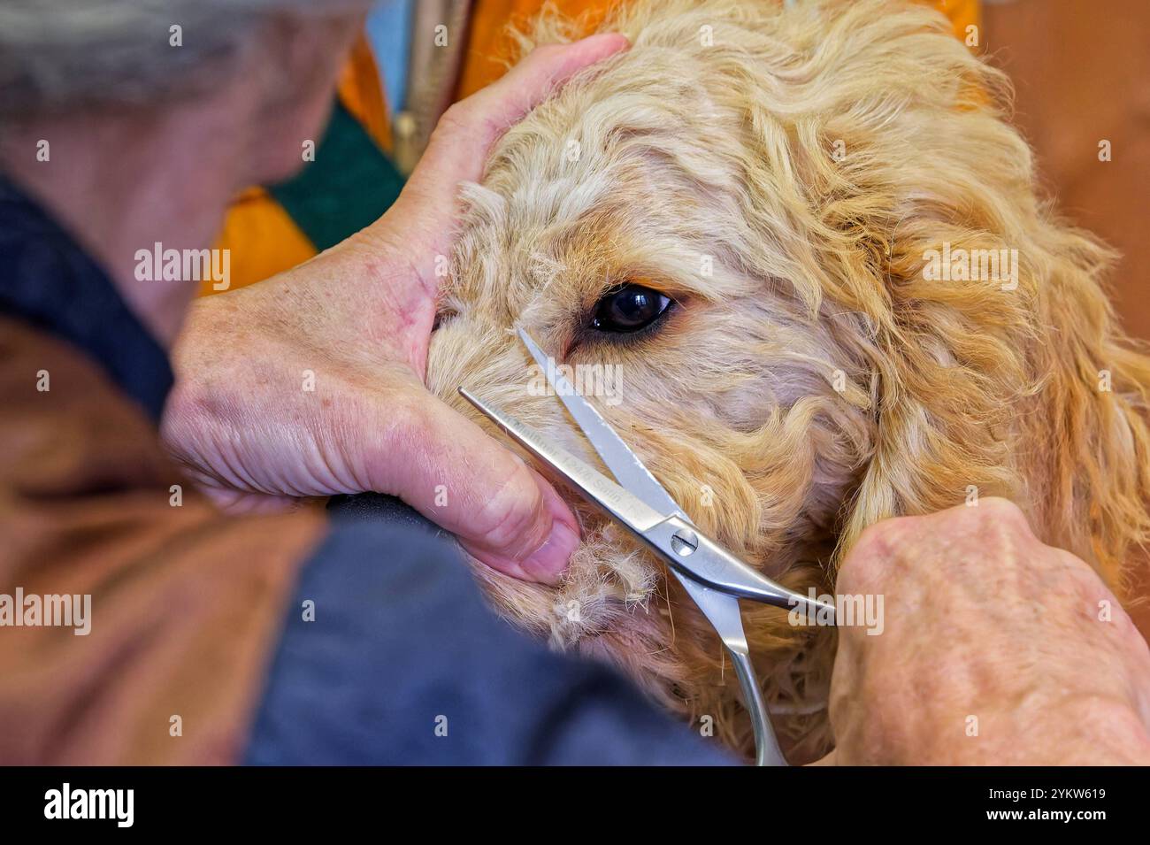 Gleich wieder hübsch. Der junge Cockapoo zum ersten Mal beim Hundefrisör. Grassau Bayern Deutschland *** wieder hübsch der junge Cockapoo zum ersten Mal beim Groomer Grassau Bayern Deutschland Copyright: XRolfxPossx Stockfoto