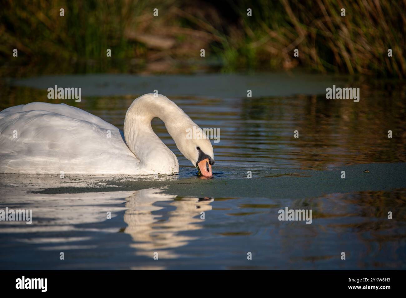 Stummfütterung von Schwänen auf dem Leeds Liverpool Canal, Altham, Lancashire, England, Vereinigtes Königreich, Großbritannien, Großbritannien. Stockfoto