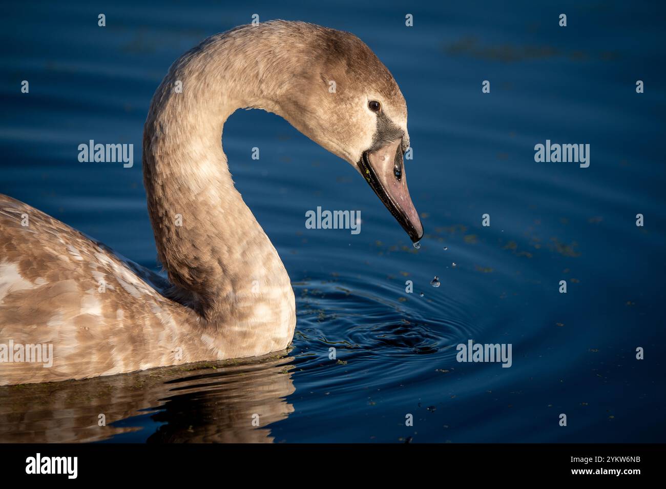 cygnet Porträt leeds liverpool Canal lancashire Stockfoto