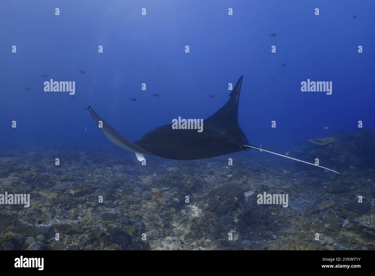 Ein Mantarochen, Riffmanta (Mobula alfredi), gleitet in dorsaler Sicht durch das weite blaue Meer, Tauchplatz Manta Point, Nusa Ceningan, Nusa Penida, Bali Stockfoto