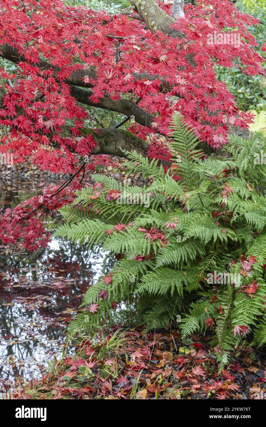 Japanischer Fächerahorn (Acer palmatum Trompenburg) und Farn, Herbstfarben, Emsland, Niedersachsen, Deutschland, Europa Stockfoto