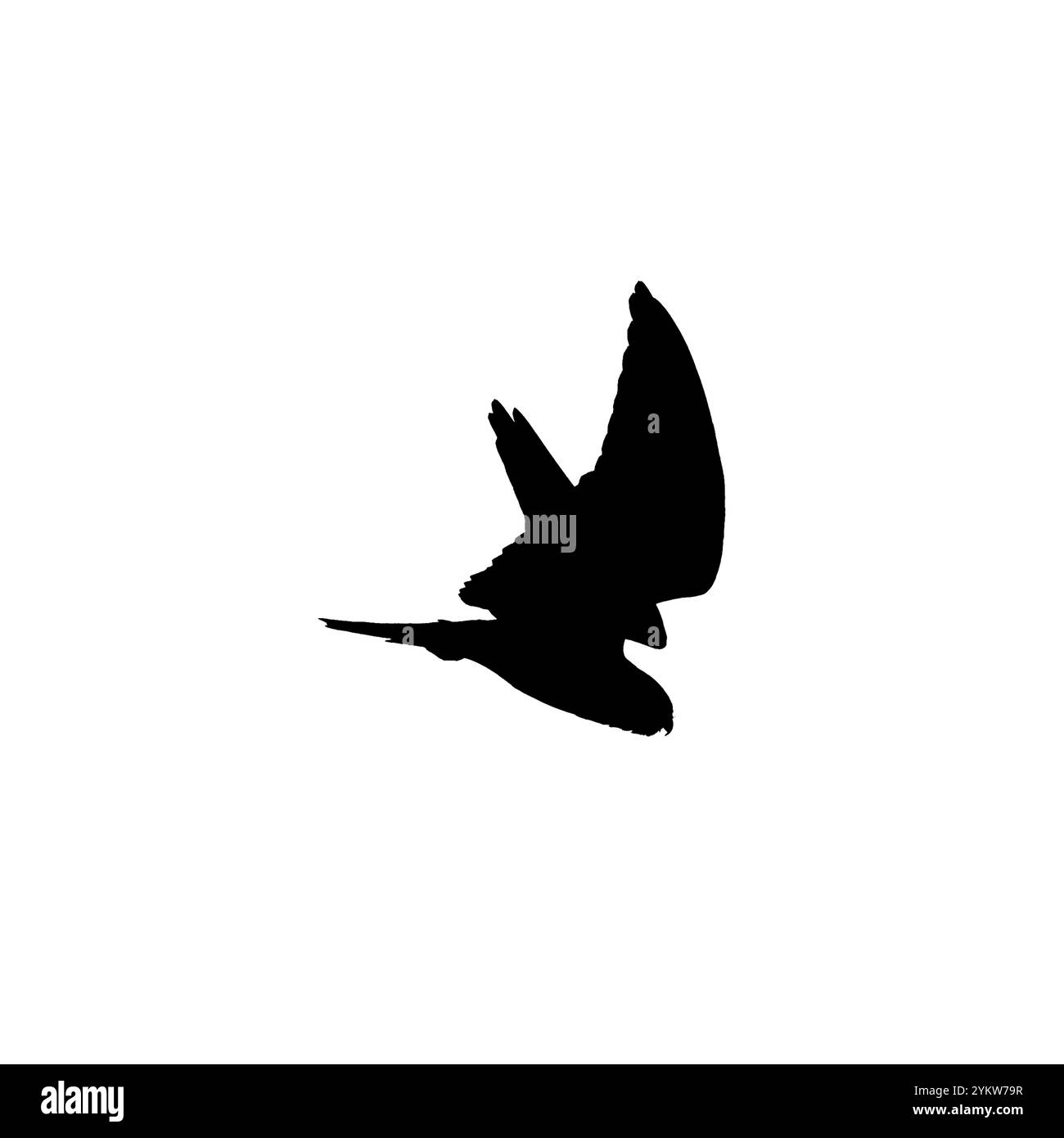 Ein Wanderfalke auf der Jagd nach Beute im Schotia Game Reserve, Eastern Cape, Südafrika Stockfoto