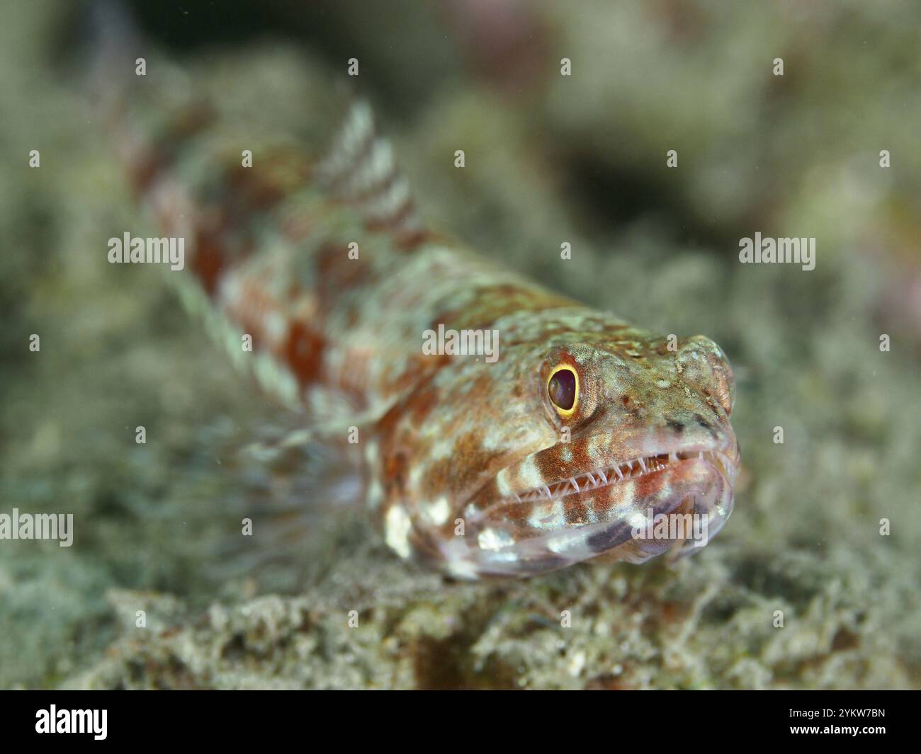 Nahaufnahme eines Eidechsenfisches mit Tarnmuster, Riffechsenfische (Synodus variegatus), auf sandigem Meeresboden, Tauchplatz Nahbegegnungen, Permuteran Stockfoto