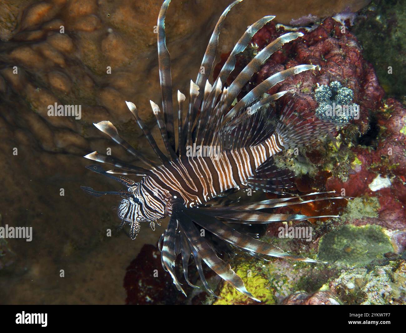 Pazifischer Rotfeuerfisch (Pterois volitans) elegant schwebend neben farbenfrohen Korallen im Meer, Tauchplatz Spice Reef, Penyapangan, Bali, Indonesien, AS Stockfoto