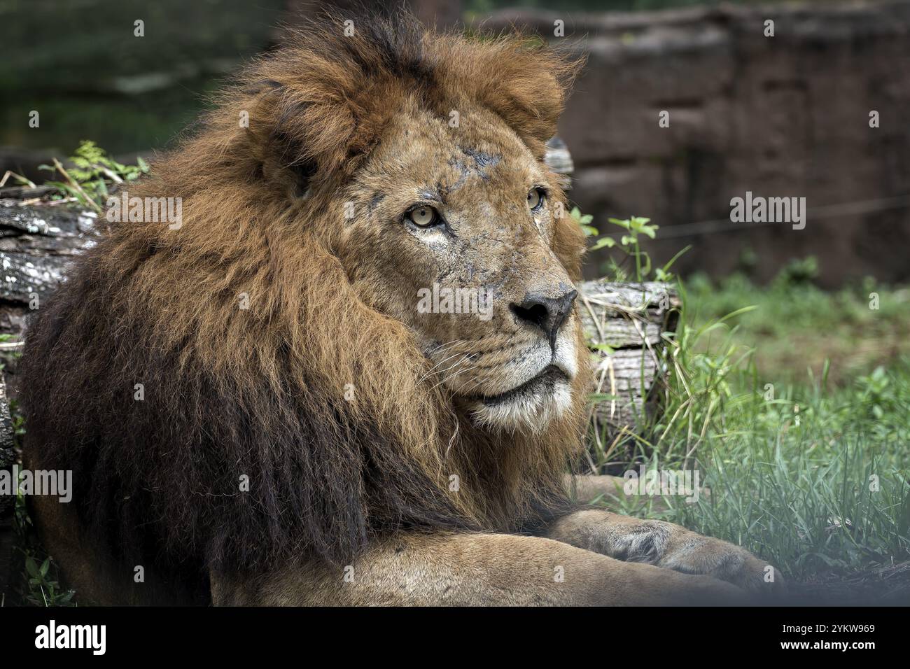Männlicher afrikanischer Löwe in Gefangenschaft Stockfoto