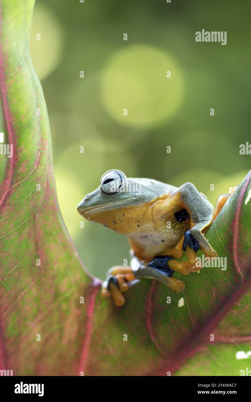 Grüner Baum fliegender Frosch (Rhacophorus reinwarditii), der auf einem Blatt sitzt Stockfoto