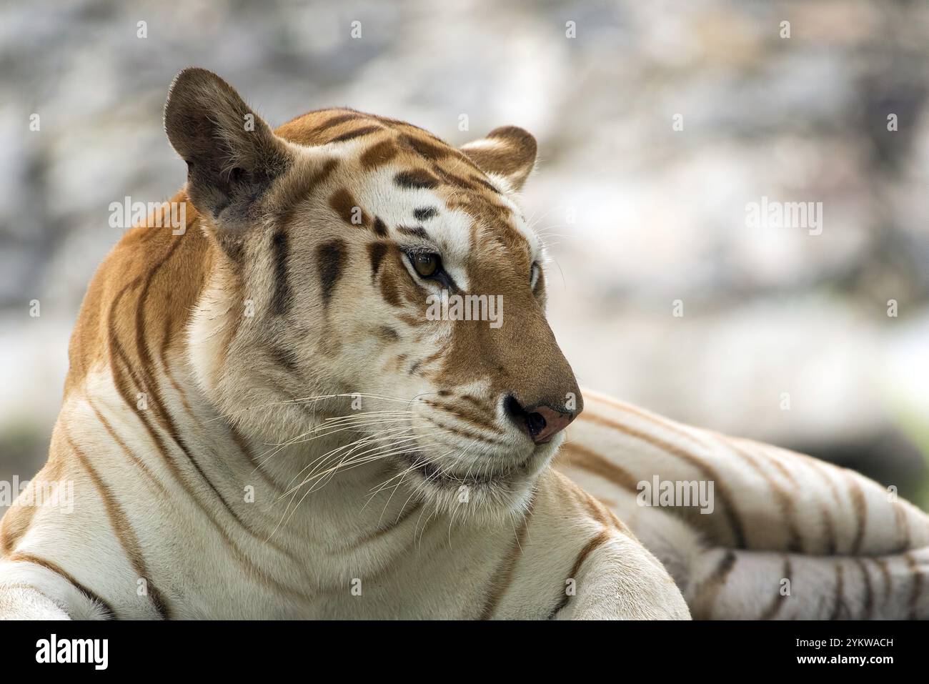 Seltener Goldtiger in ihrer Umgebung Stockfoto