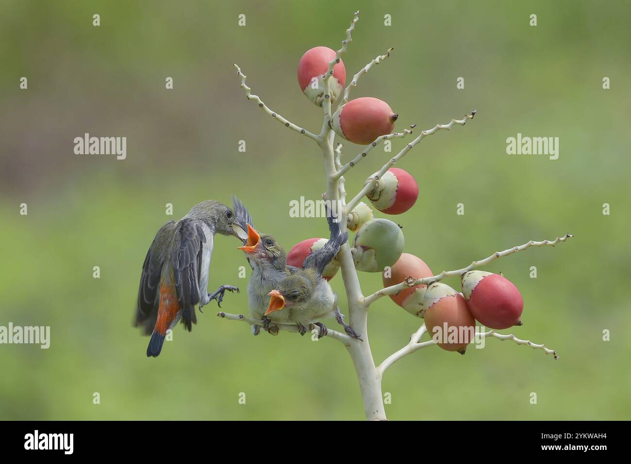 Gesträhnte Fantail Warbler füttern ihre Küken Stockfoto