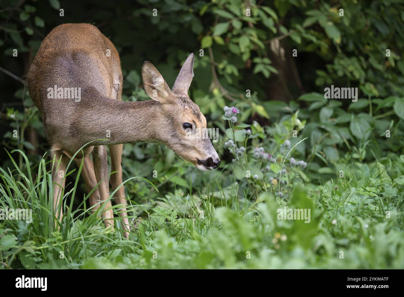 Rehe im Wald, Capreolus capreolus. Wildes Reh in der Natur Stockfoto