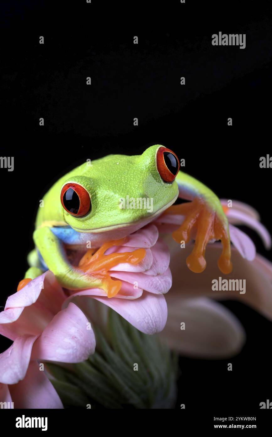 Roter Baumfrosch auf schwarzem Hintergrund Stockfoto