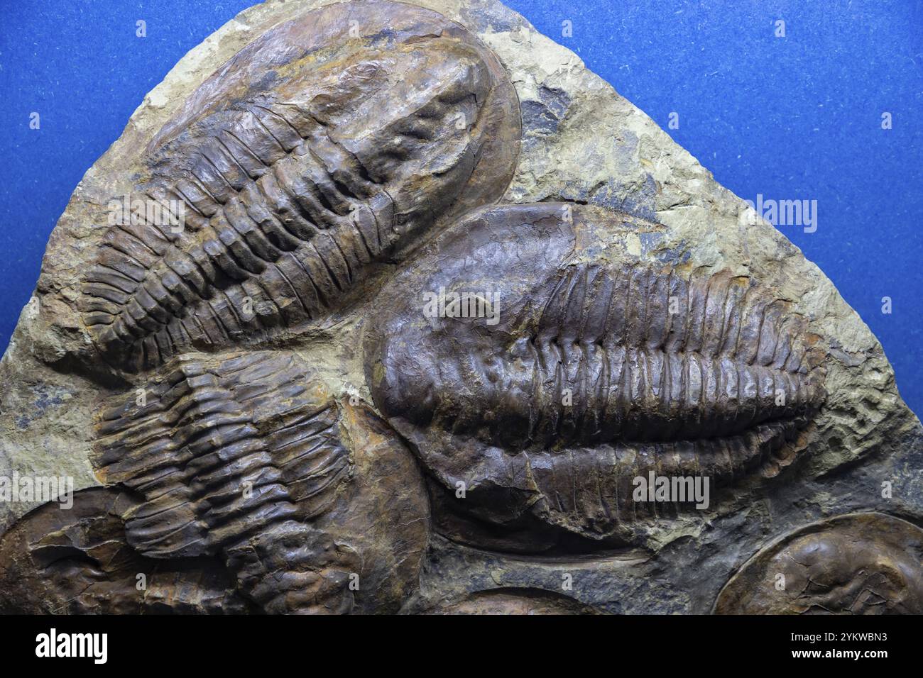 Ein Bild von Trilobiten-Fossilien im Naturhistorischen Museum von Oslo Stockfoto