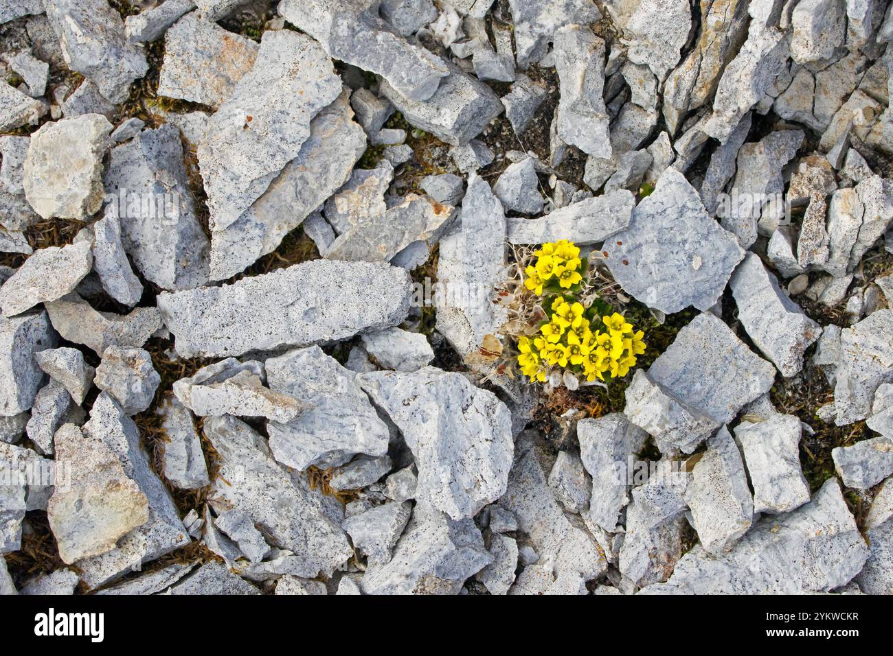 Alpines Draba / alpines Weißgras (Draba alpina) einsames, ausdauerndes Kraut in Blüte auf der Tundra im Sommer, Svalbard / Spitzbergen, Norwegen Stockfoto