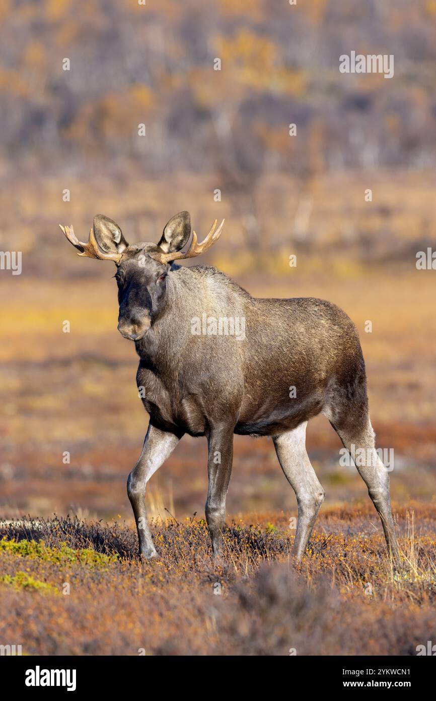 Elche / Elche (Alces alces), junger Bulle / männlich mit kleinen Geweihen auf der Tundra im Herbst / Herbst, Schweden, Skandinavien Stockfoto