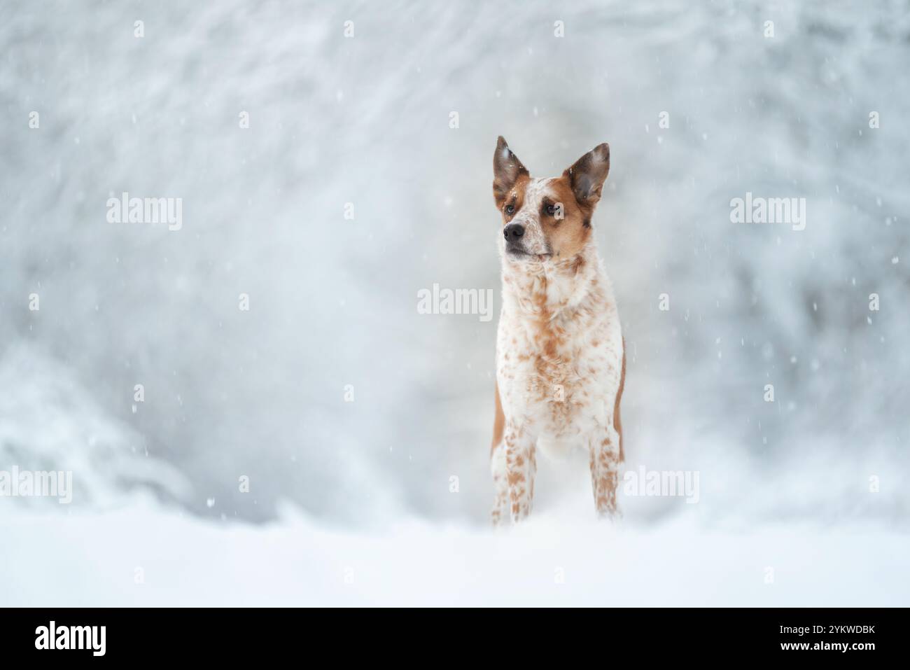 Schnee-Hund Stockfoto