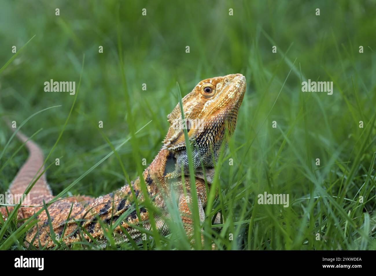 Pogona vitticeps, bärtiger Drache aus australien Stockfoto