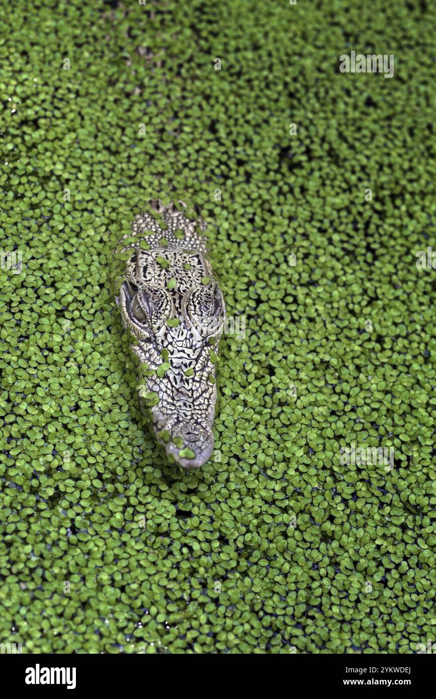 Salzwasser-Krokodil im Teich voller Wasserpflanzen Stockfoto