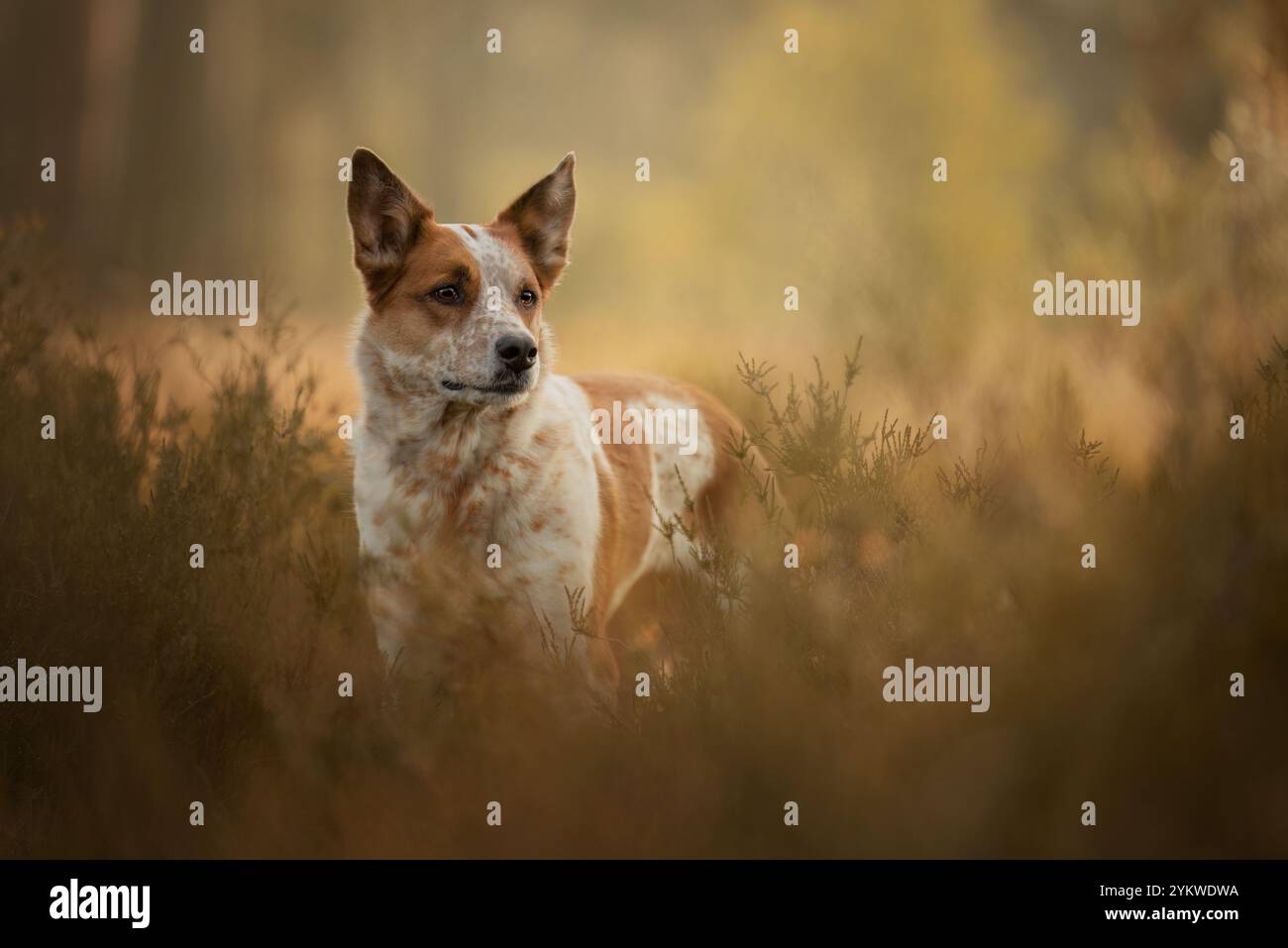 Waldhund Stockfoto