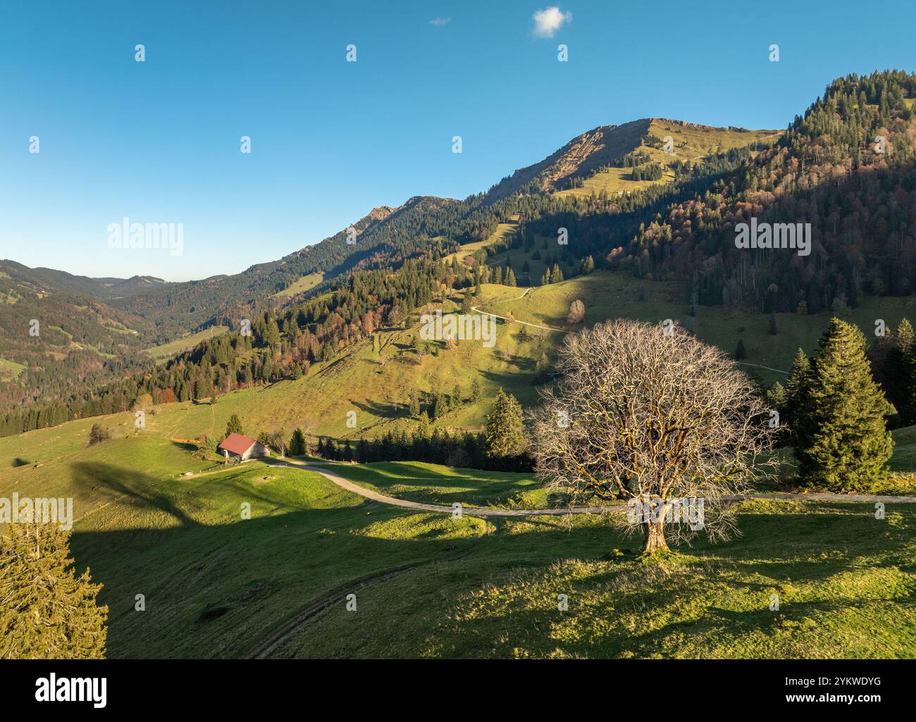 Panoramablick aus der Vogelperspektive im Herbst auf die Alpenlandschaft der Bergkette Nagelfluh in Steibis, Allgäuer Alpen, Bayern, Deutschland Stockfoto