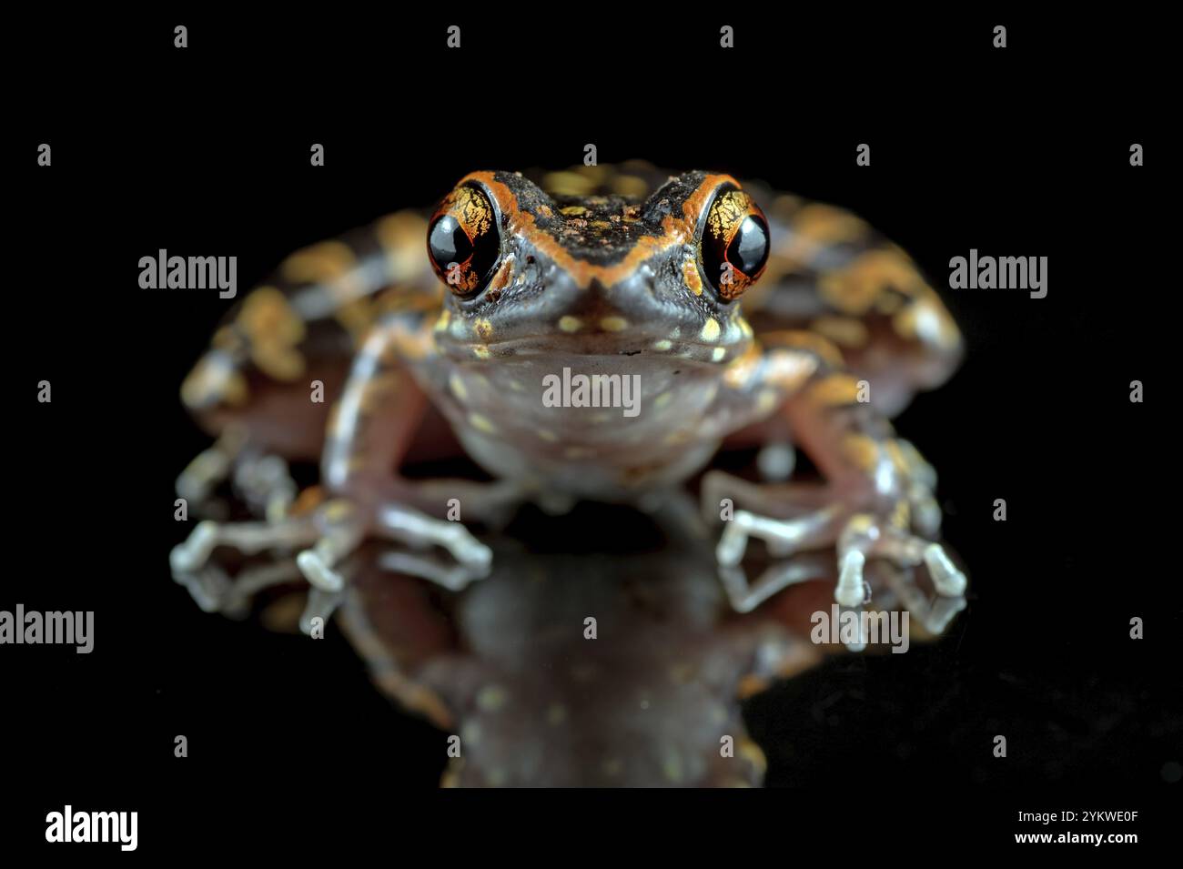 Gefleckter Flussfrosch auf isoliertem schwarzem Hintergrund Stockfoto