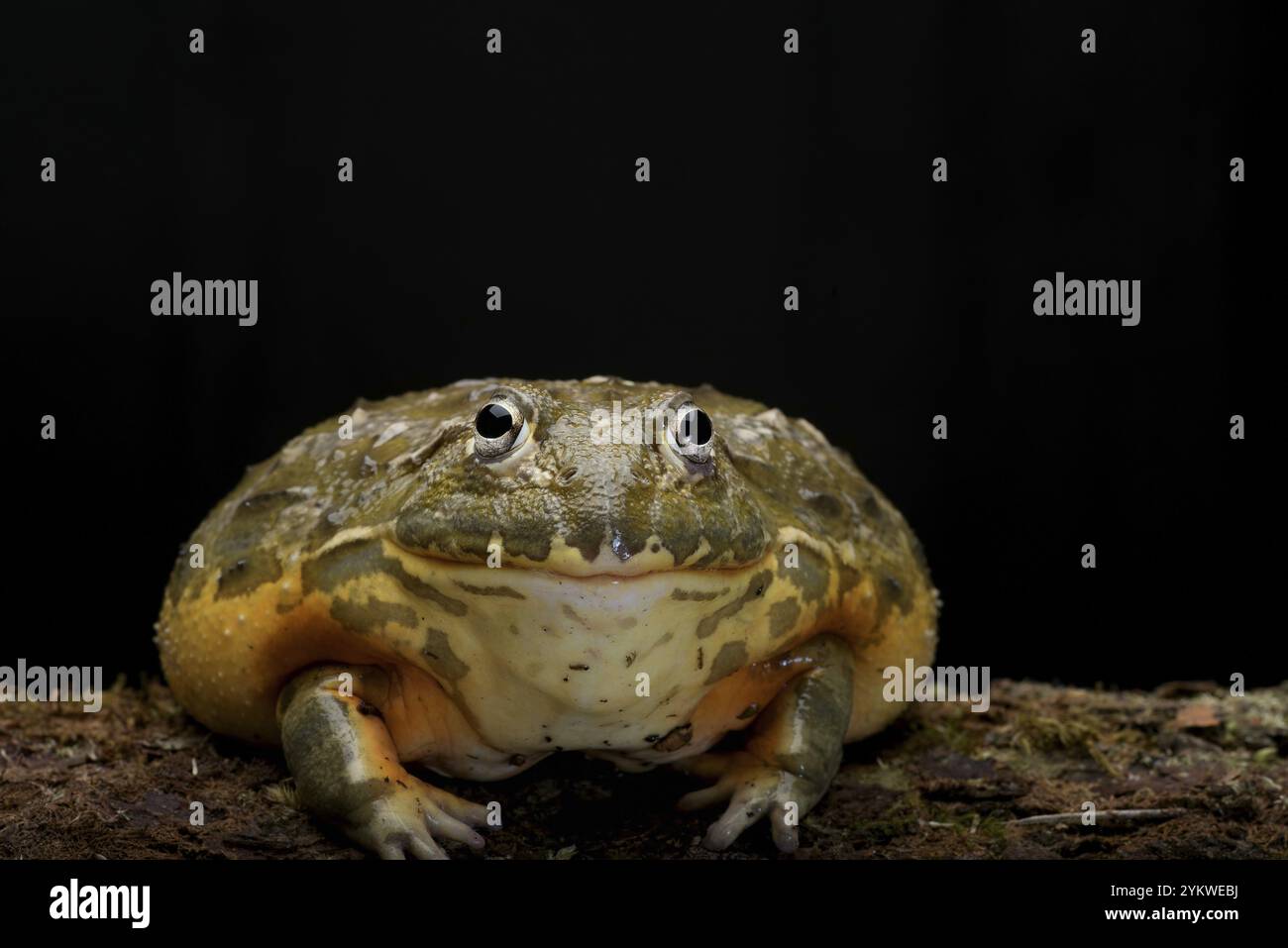 Afrikanischer Bullfrosch auf schwarzem Hintergrund Stockfoto