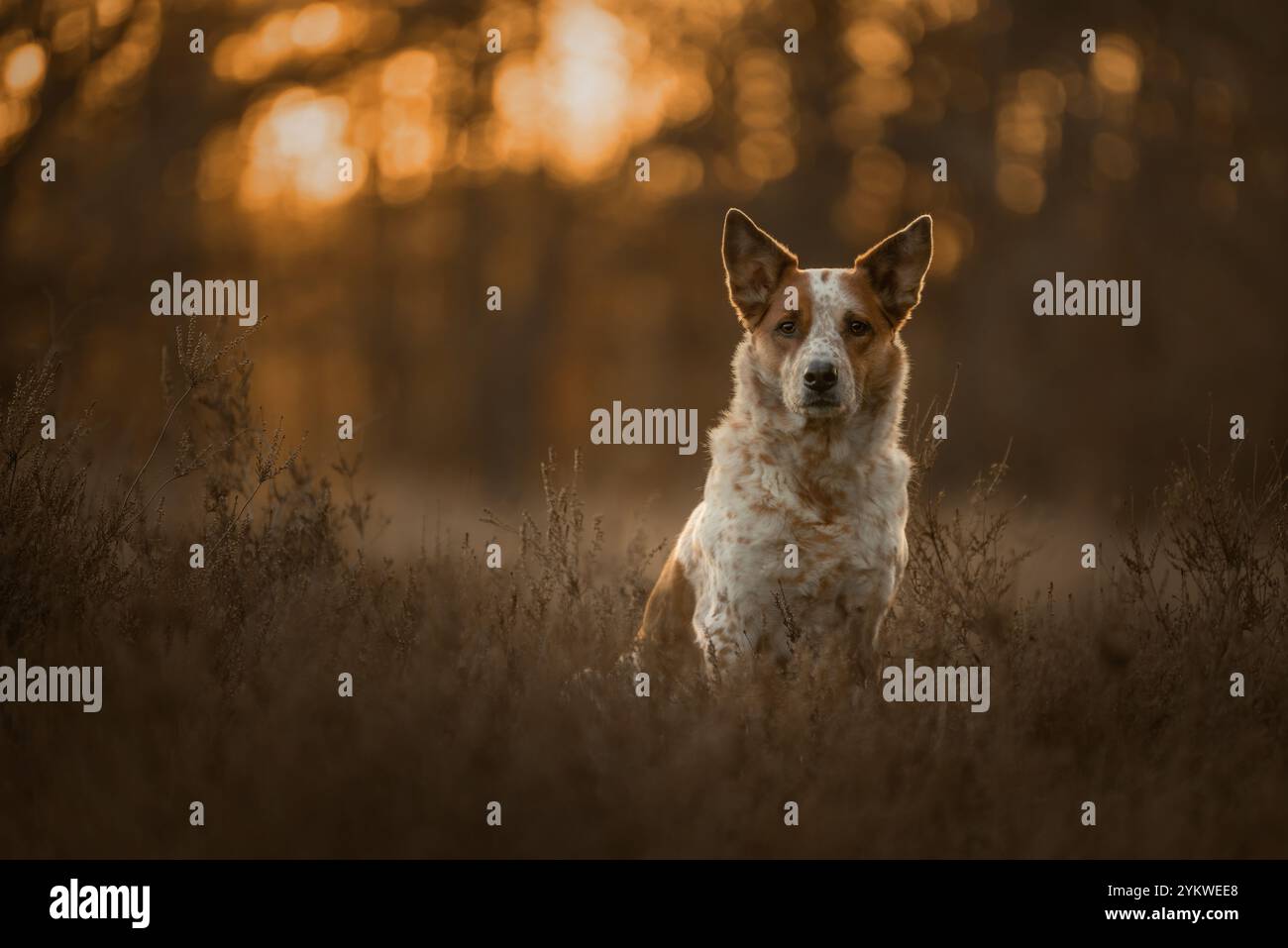 Sonnenuntergang vibes Stockfoto