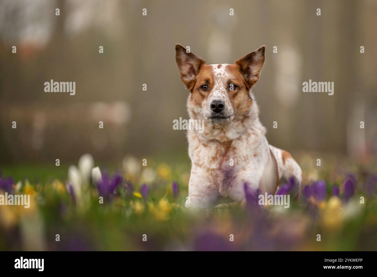 Frühlingshund Stockfoto