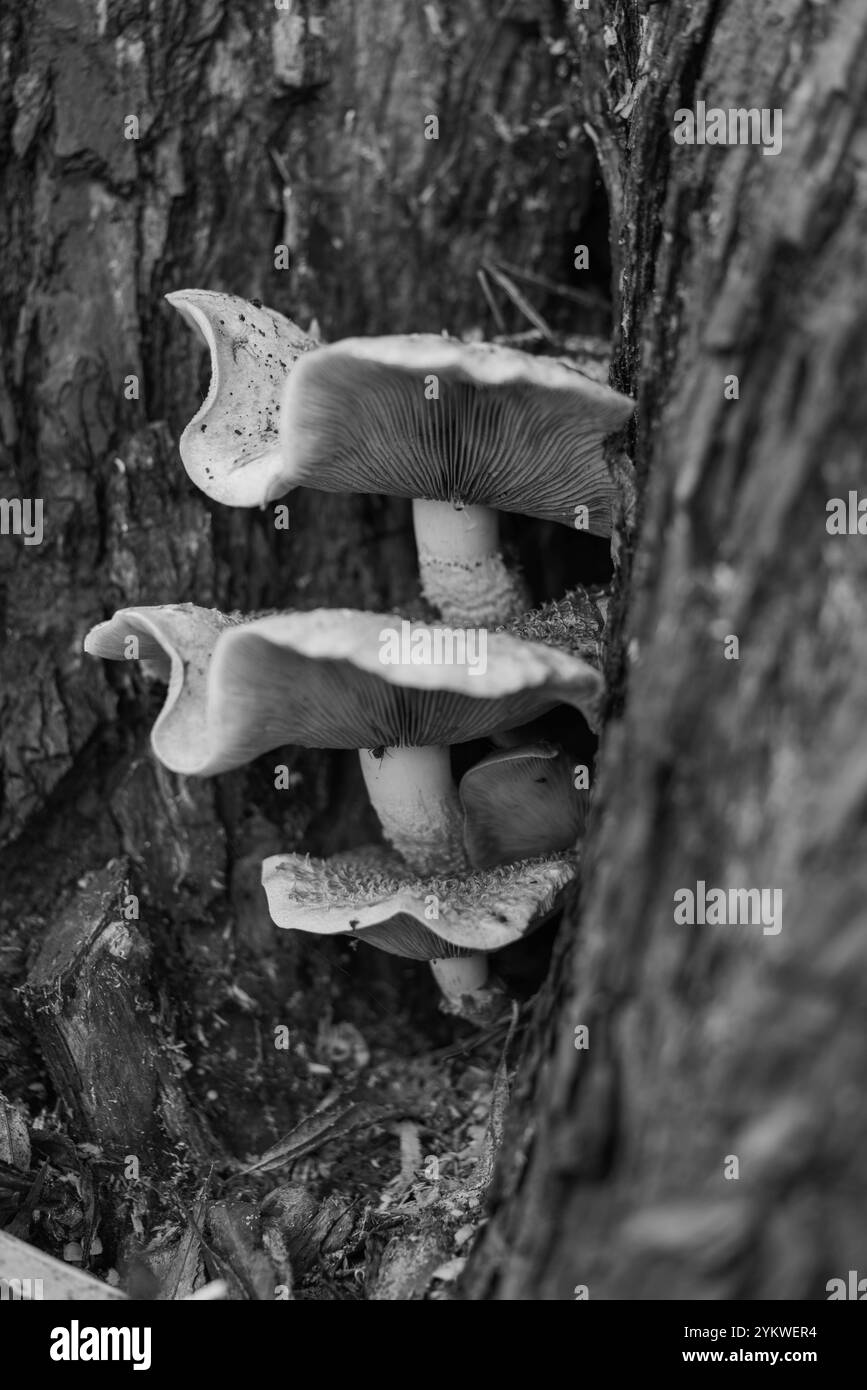 Honigpilz, überreichlich, essbar, Baumpilz, Pilz, Armillaria Mellea, schlachtet alte, kranke Bäume, Waldböden, Wirbellose, Bauböden. Stockfoto