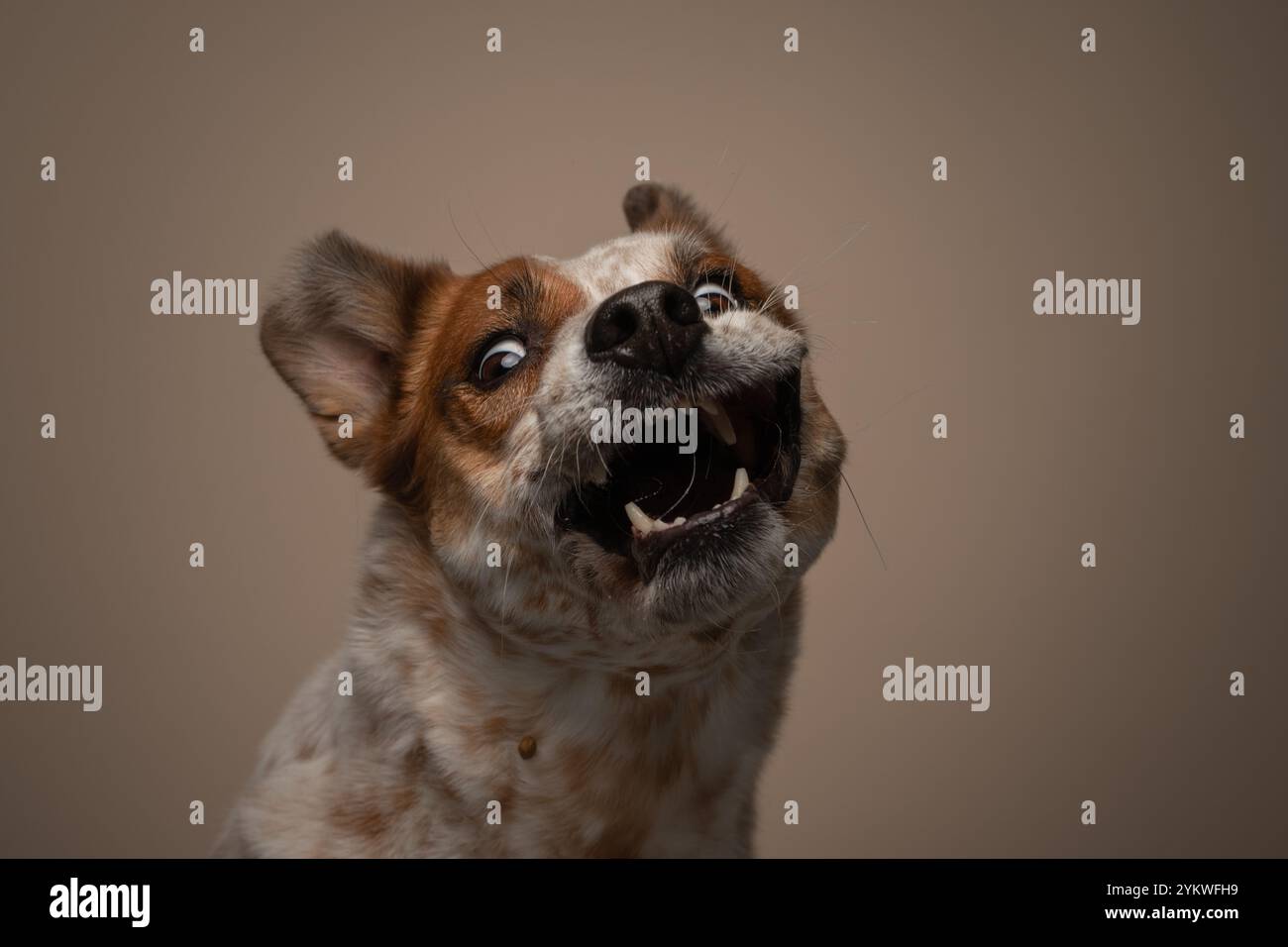 Verrückter Hund Stockfoto