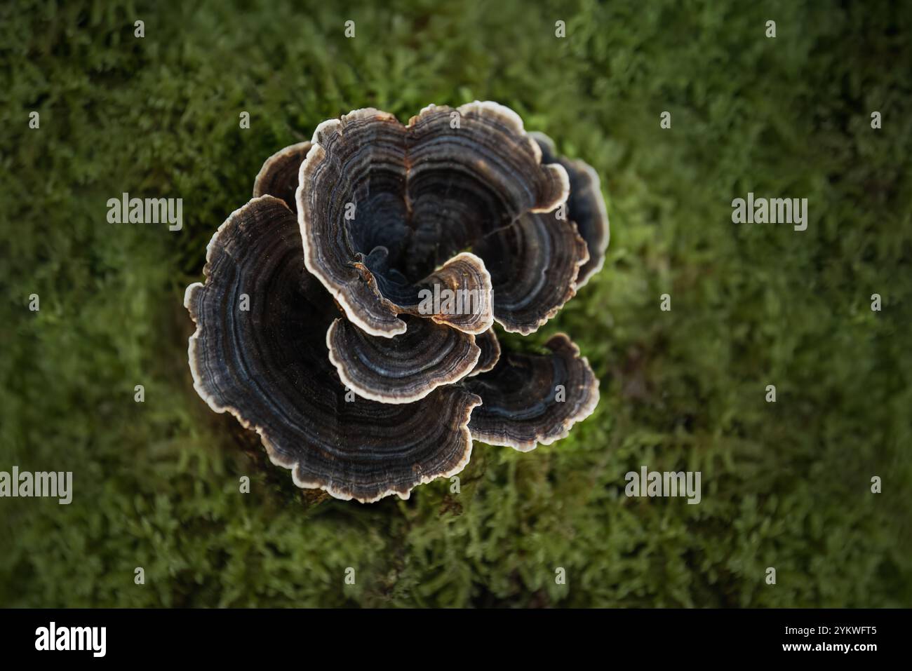 Herbst-Pilz Stockfoto