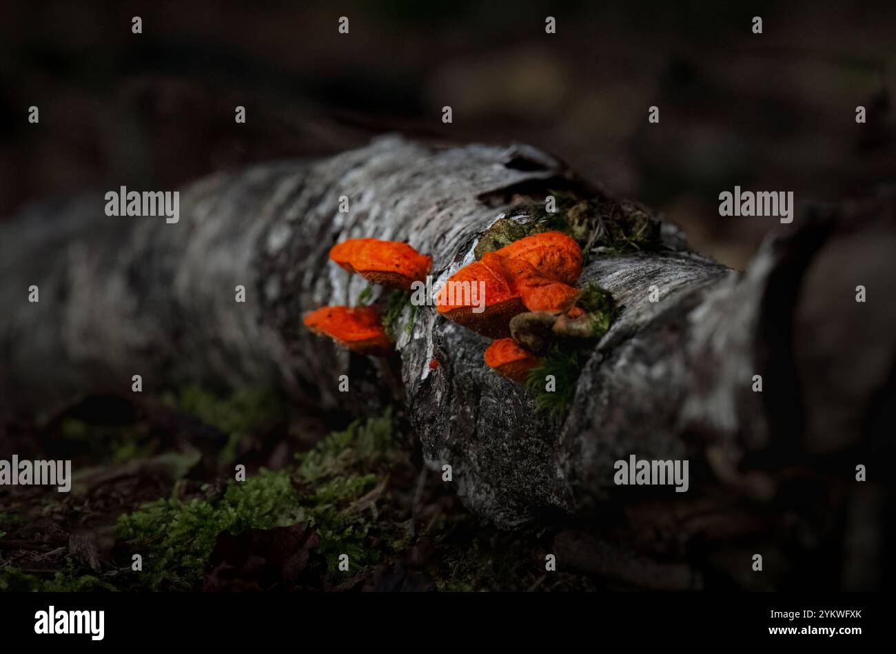 Herbst-Pilz Stockfoto