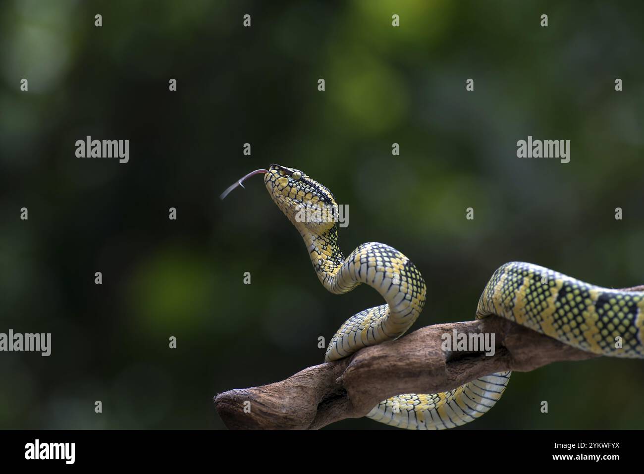Wagler Pit Viper auf einem Ast Stockfoto