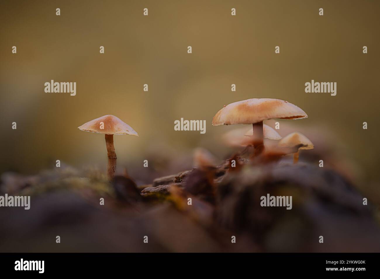 Herbst-Pilz Stockfoto