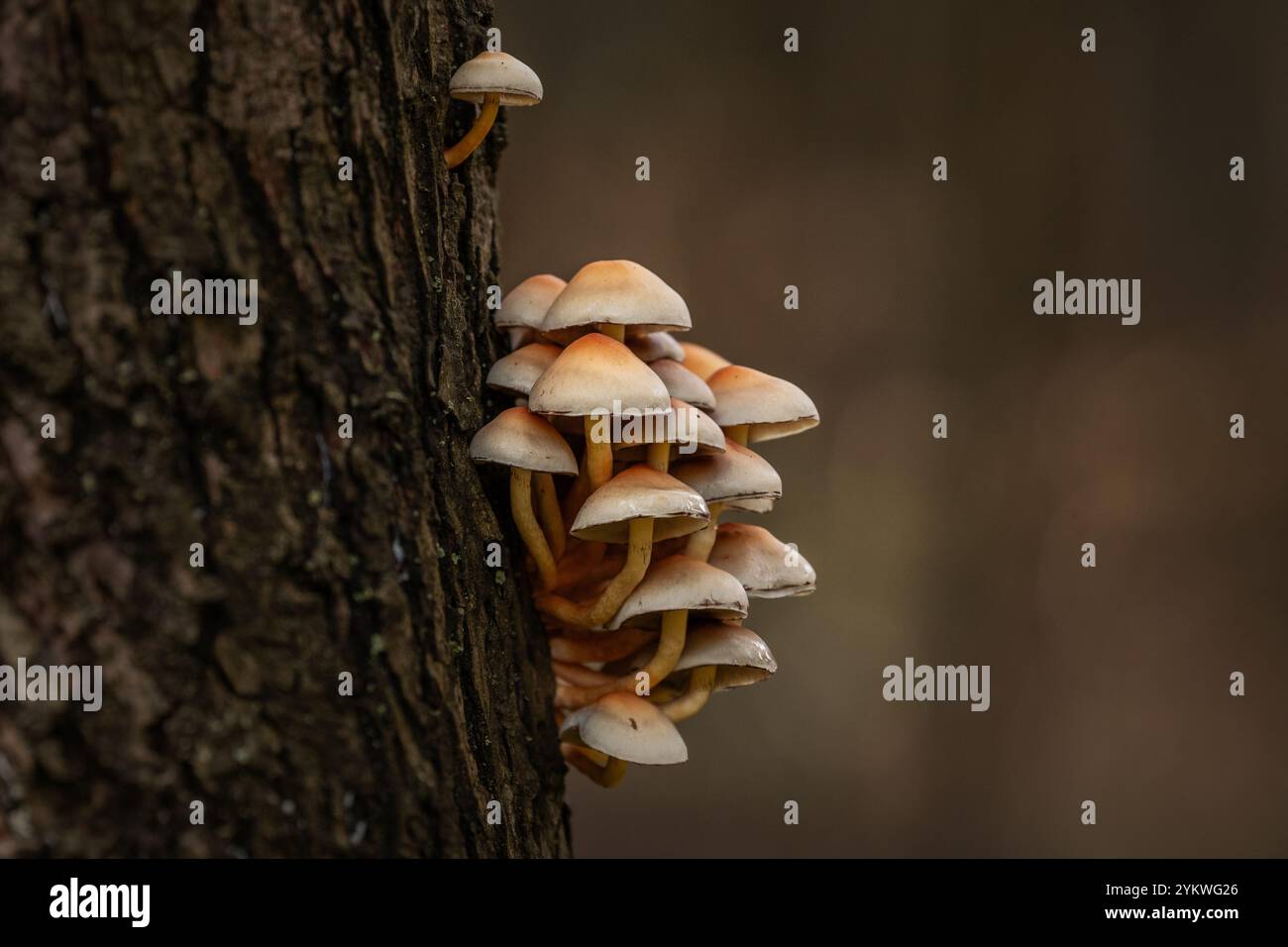 Herbst-Pilz Stockfoto
