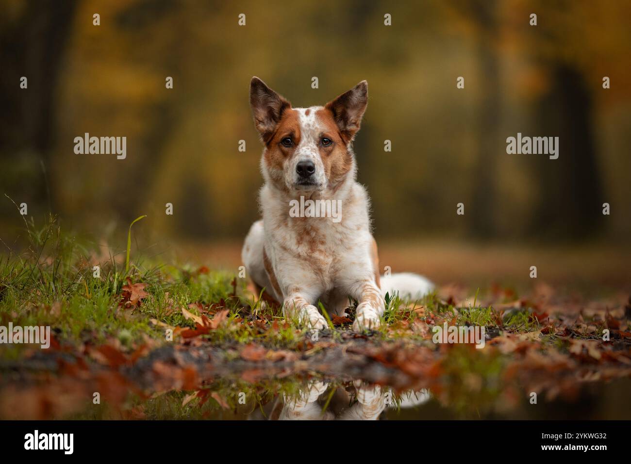 Hund im Herbst Stockfoto