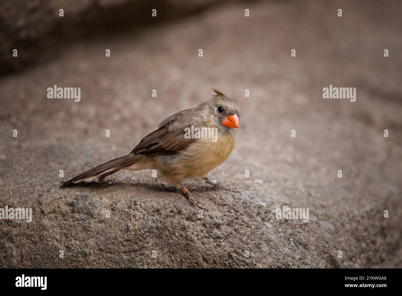Vogel Stockfoto