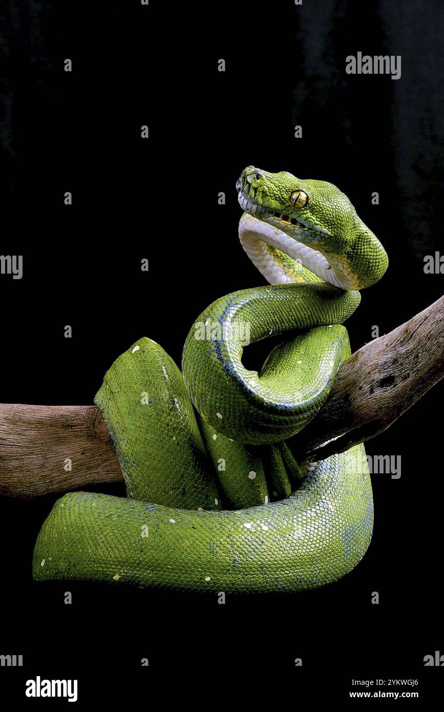 Grüner Baum phyton auf schwarzem Hintergrund Stockfoto