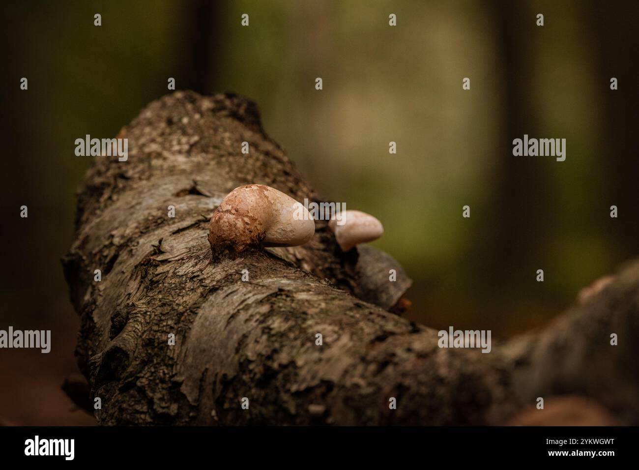 Herbst-Pilz Stockfoto