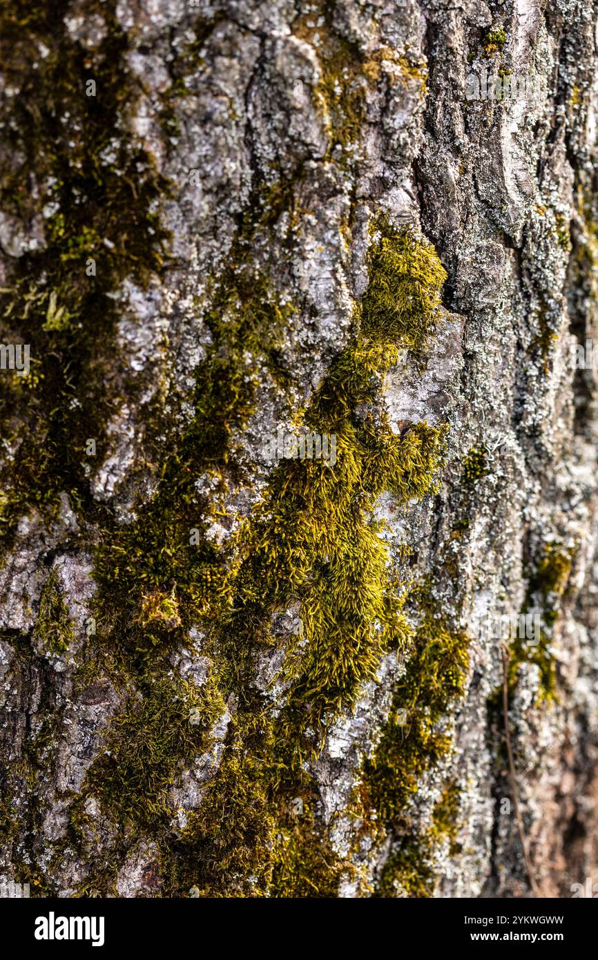 Nahaufnahme einer Baumrinde mit reichhaltigen Texturen und Schichten, die natürlichen Verfall und organische Muster zeigt. Sonnenlicht hebt die komplizierten Details des hervor Stockfoto