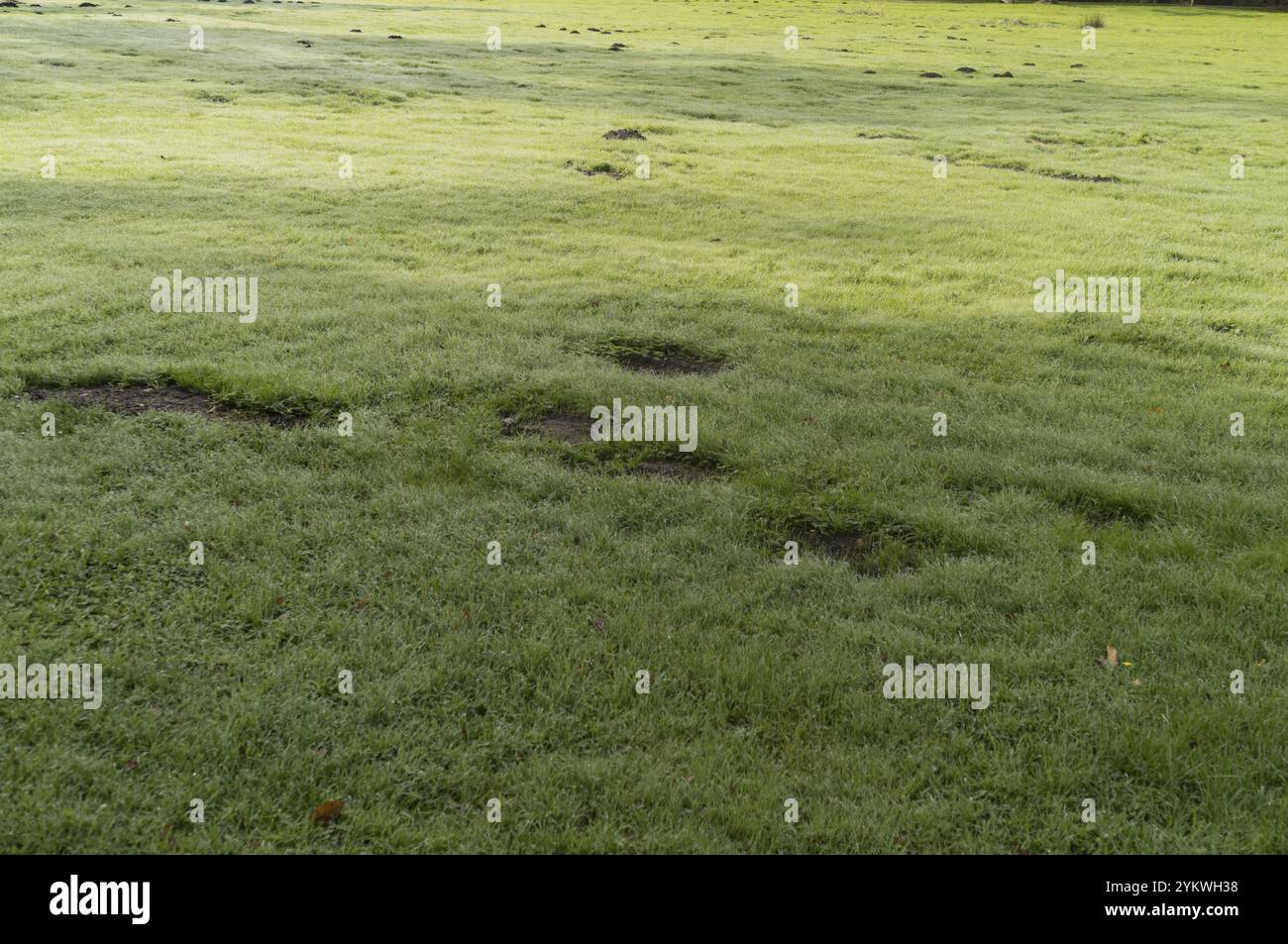 Unebene Wiese mit Licht und Schatten Stockfoto