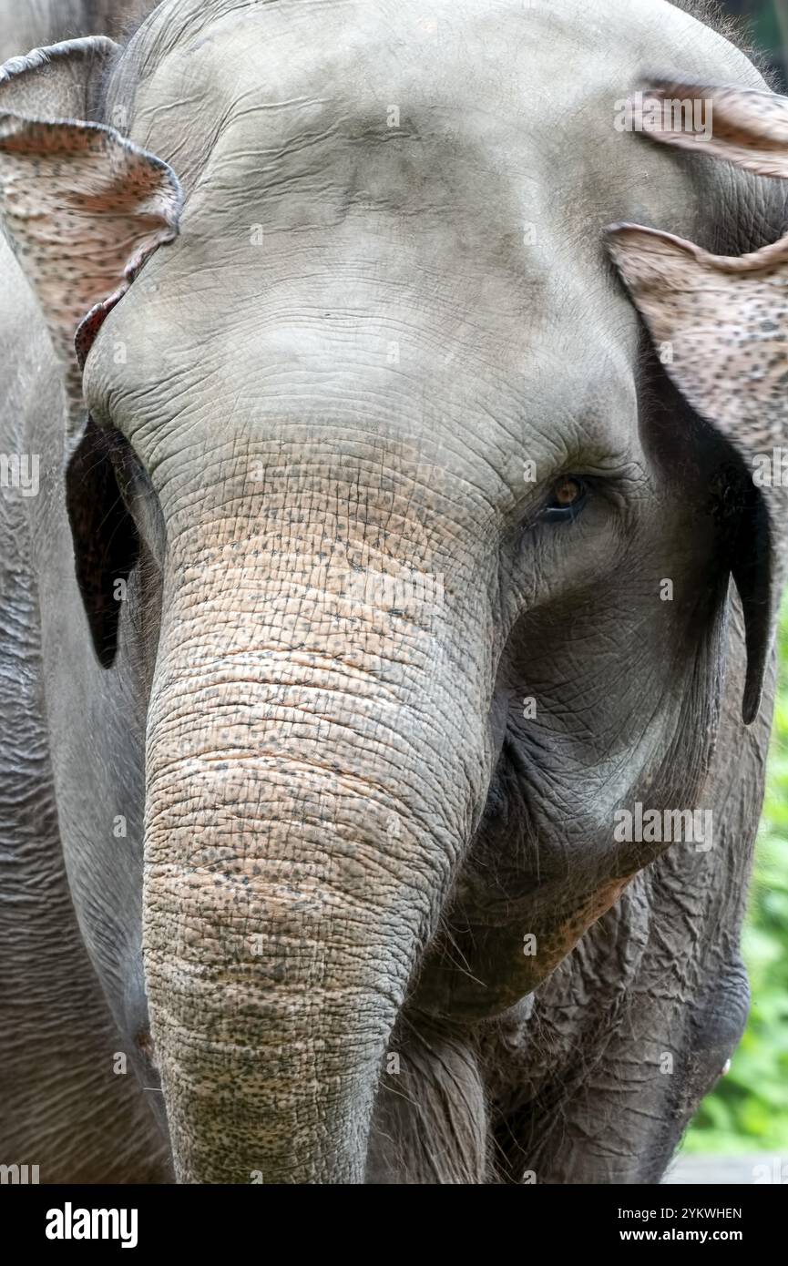 Nahaufnahme des Sumatra-Elefanten Stockfoto