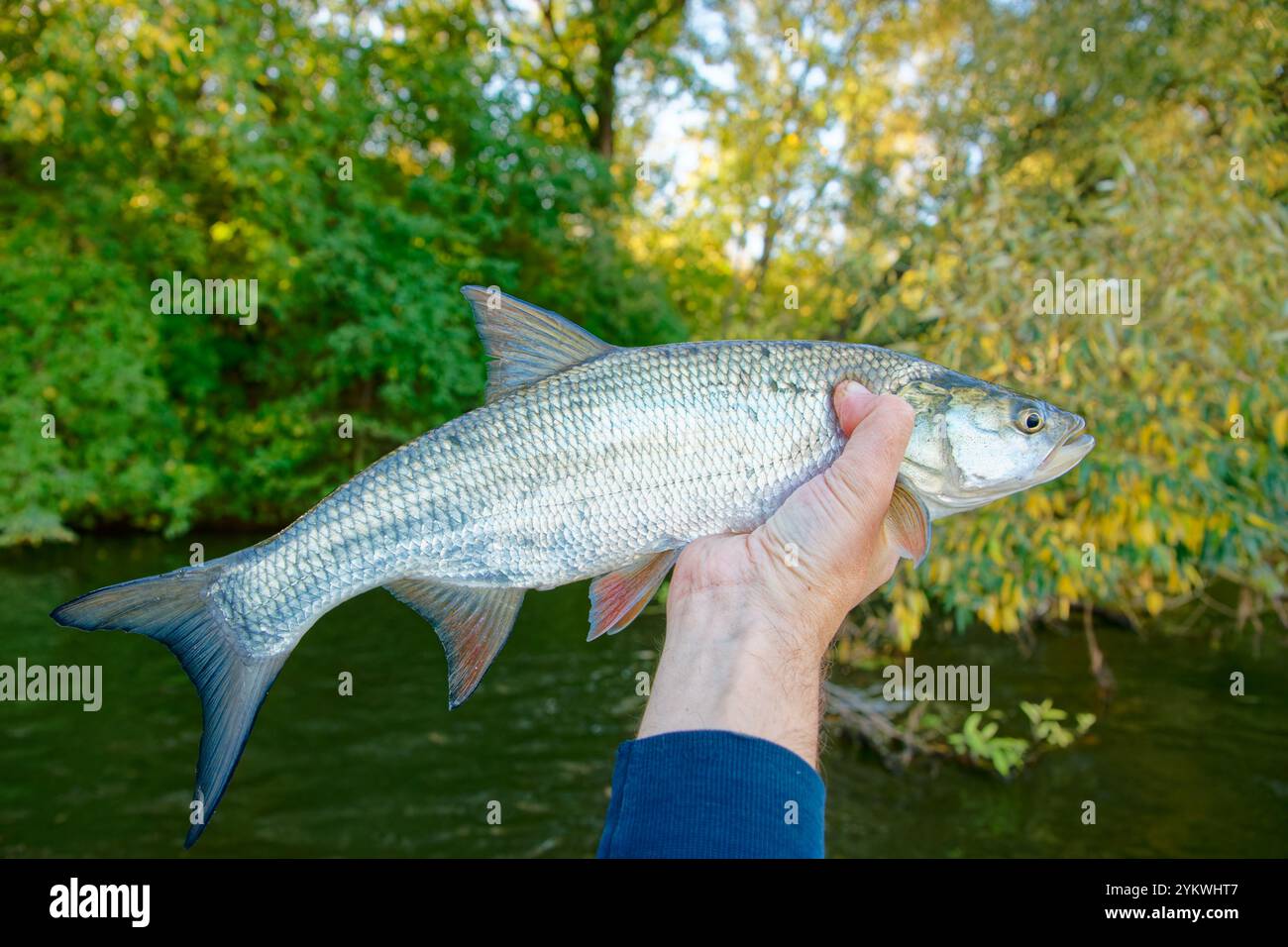 ASP-Fisch (Aspius aspius) in der Hand des Fischers Stockfoto