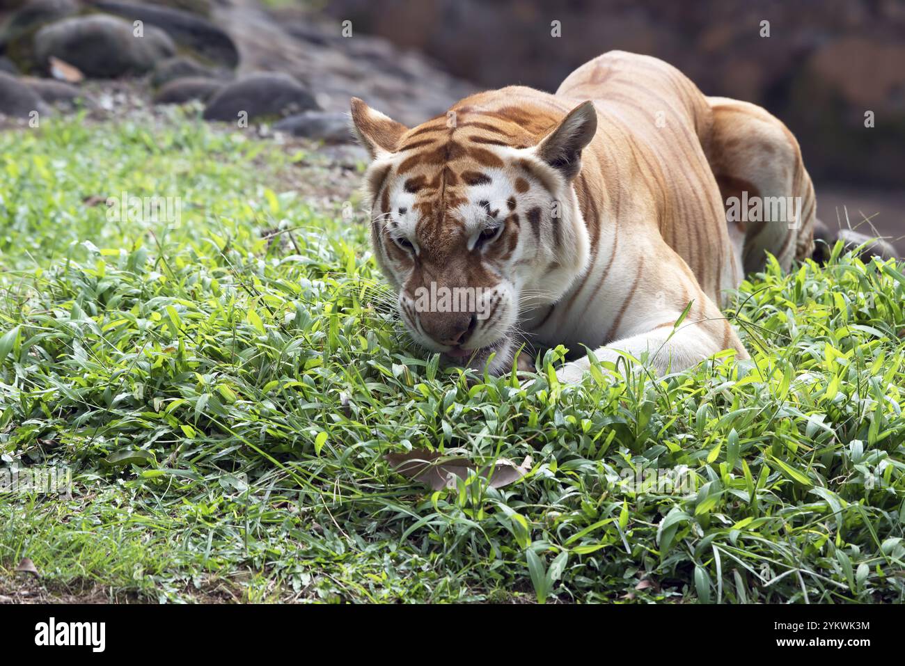 Seltener Goldtiger in ihrer Umgebung Stockfoto