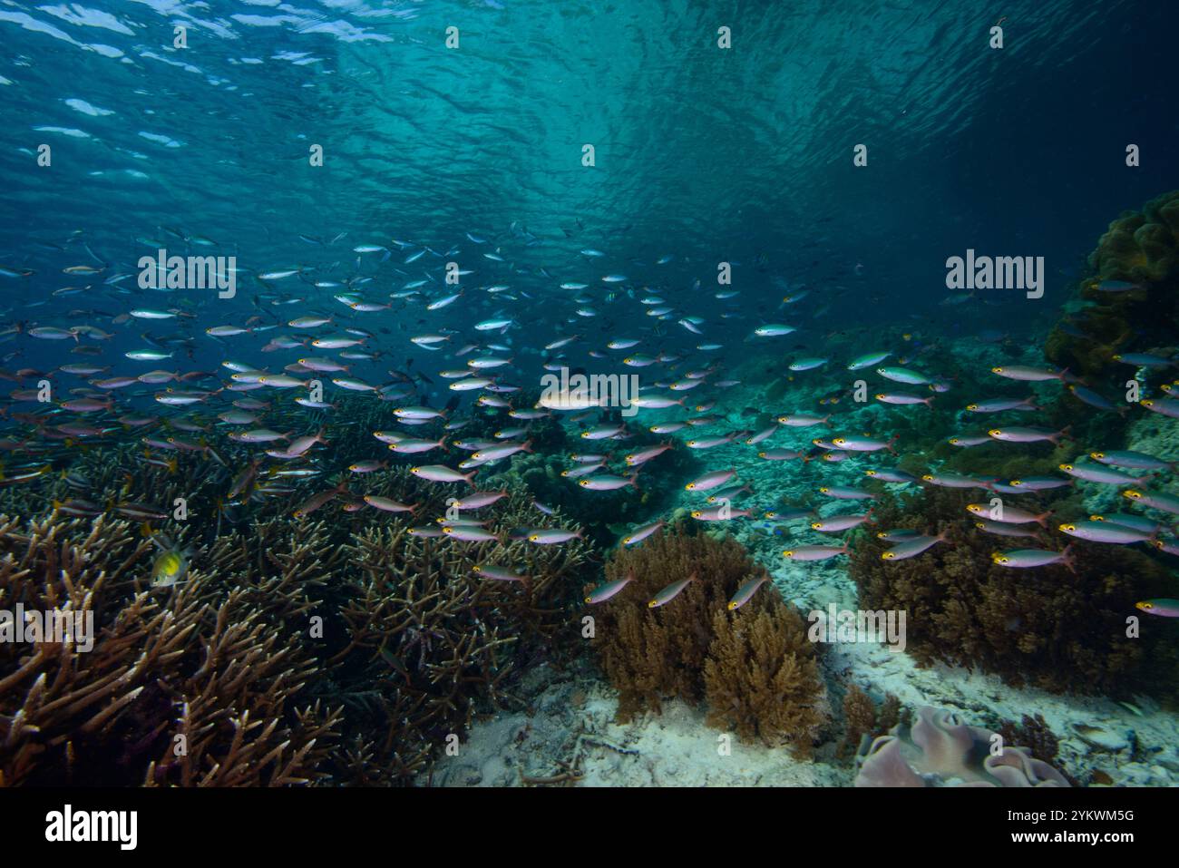 Schwarze Füsiliere Korallenriff raja ampat Stockfoto