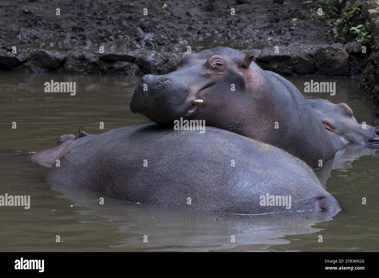 In den Teichen schwimmender Hippotamus Stockfoto