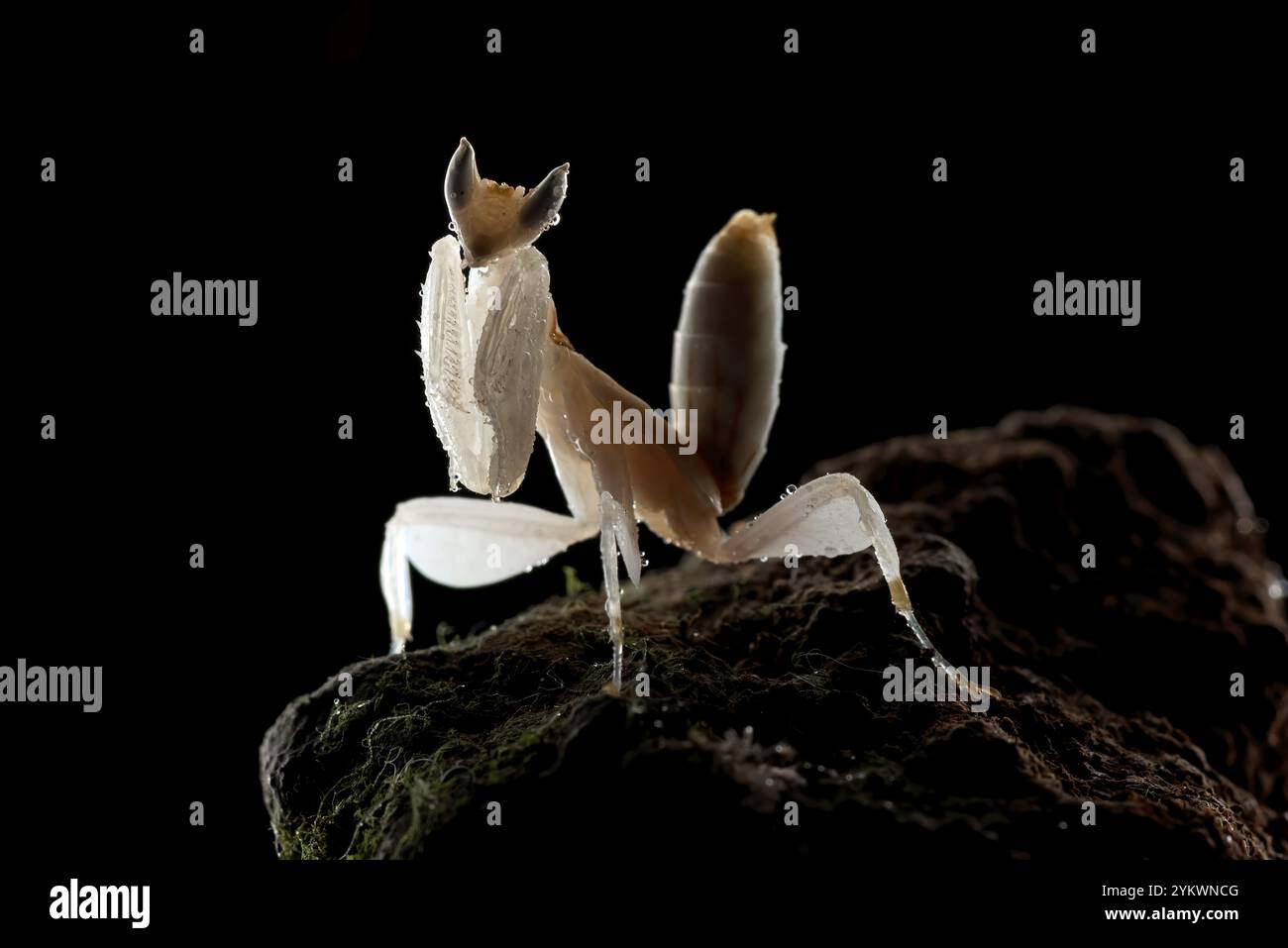 Blumenmantis im dunklen Hintergrund Stockfoto