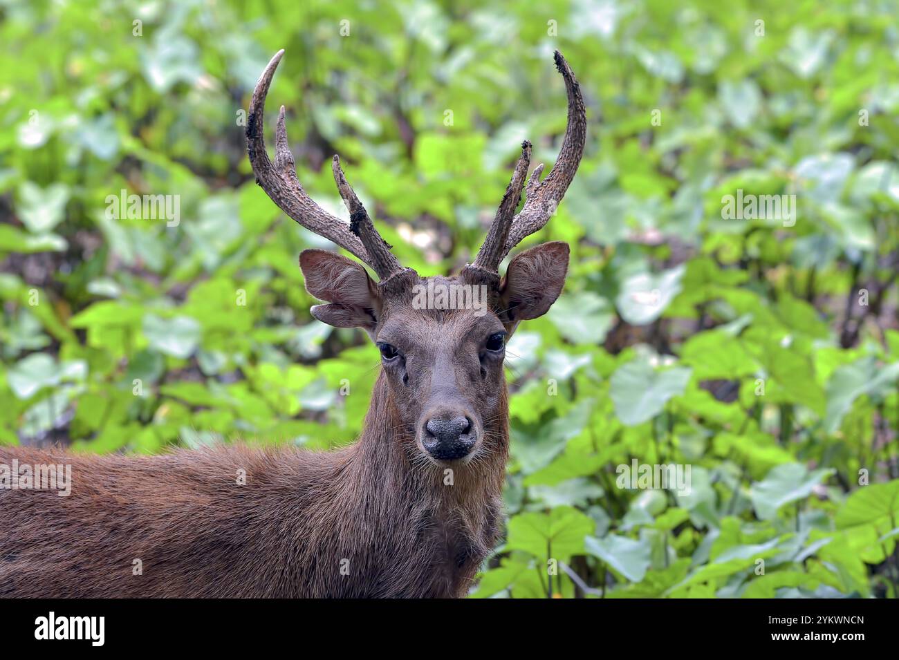 Männliche Sambarhirsche mit ihrem Rudel Stockfoto