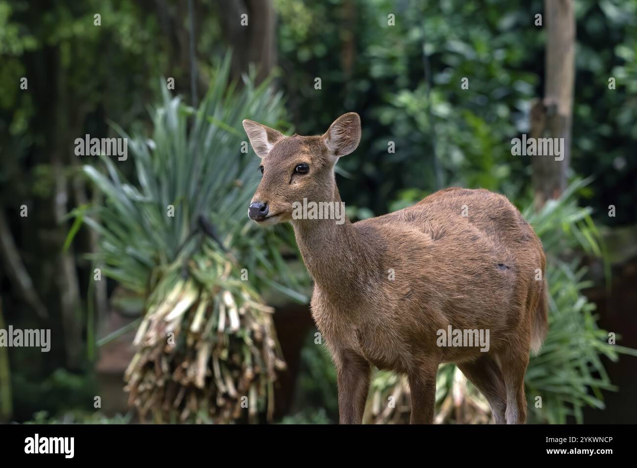 Nahaufnahmen von weiblichen Sambarhirschen Stockfoto