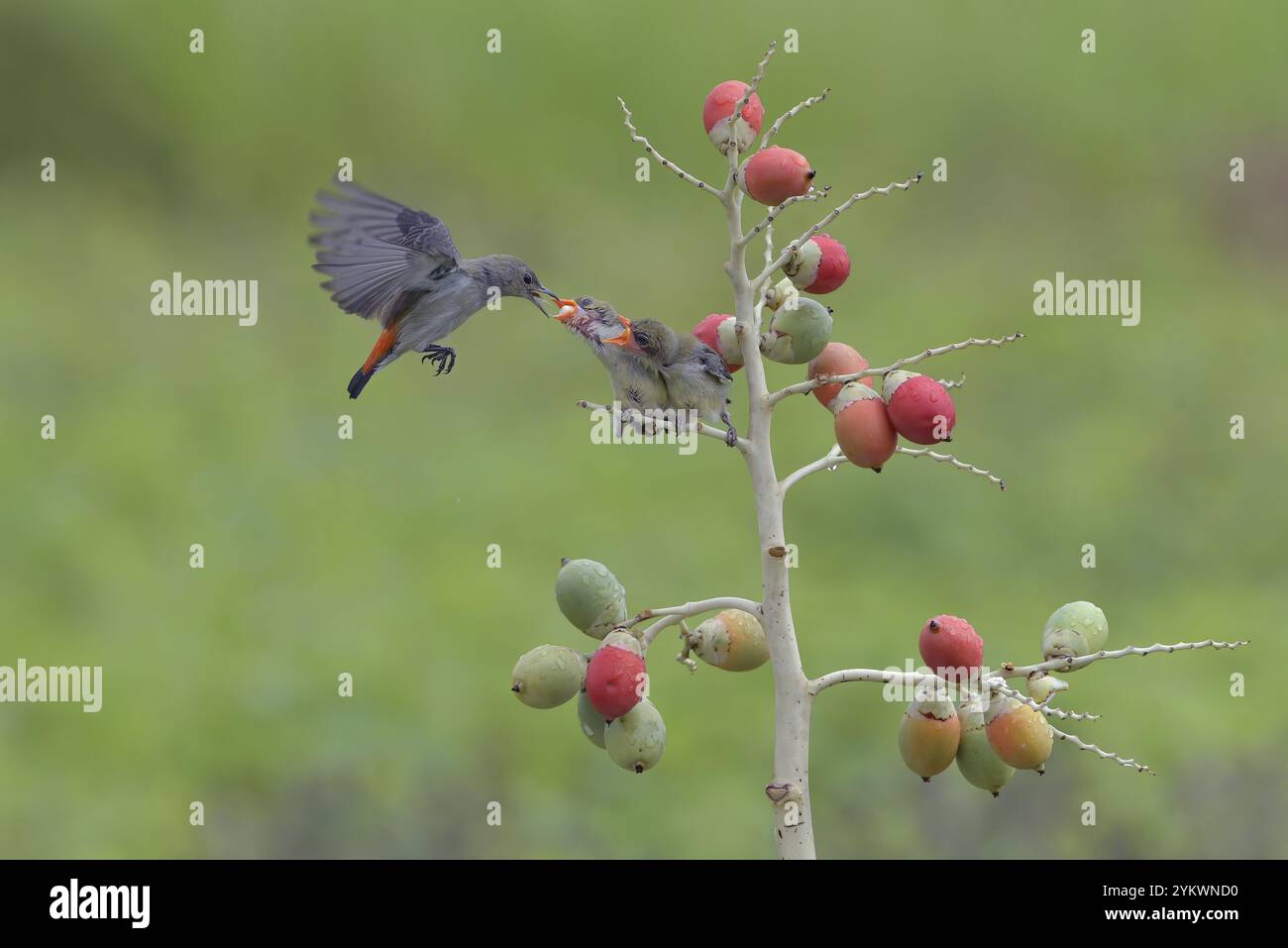 Scharlachköpfiger Blumenspecht füttern ihre Küken Stockfoto