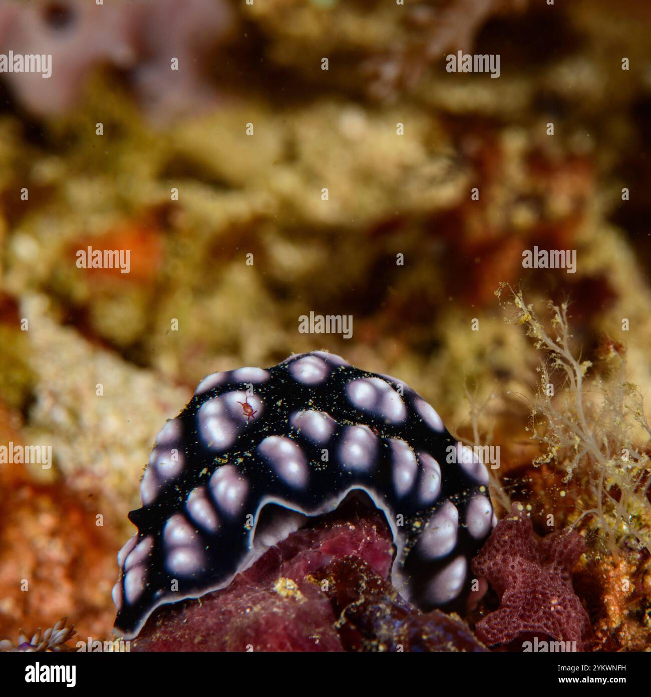 Phyllidella pustulosa nudibranch raja ampat Stockfoto